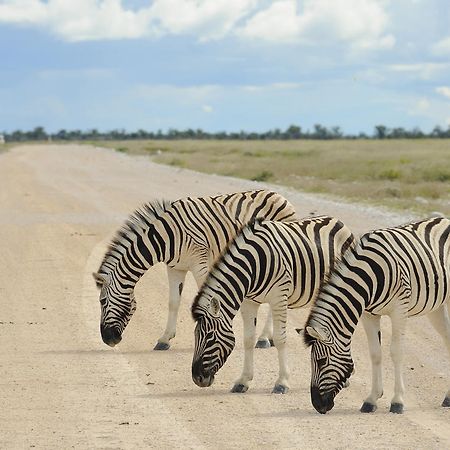 Etosha Village Окауквейо Екстер'єр фото