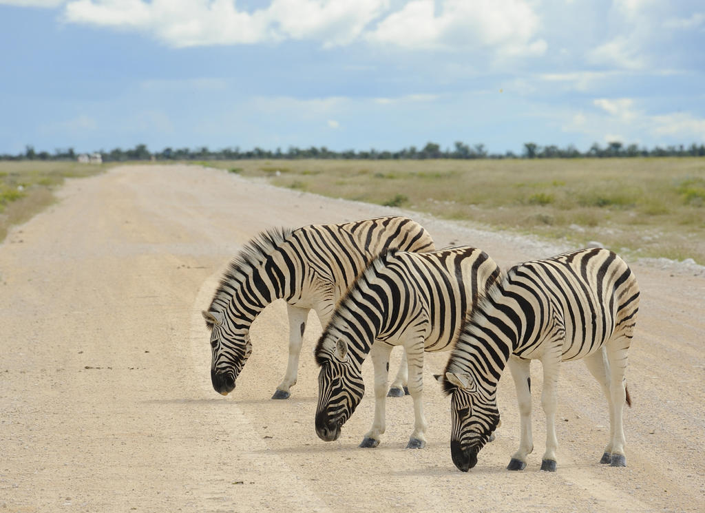 Etosha Village Окауквейо Екстер'єр фото