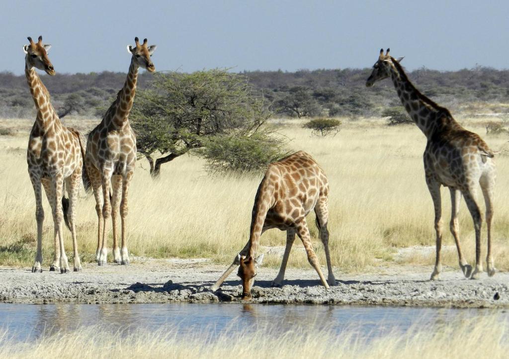 Etosha Village Окауквейо Екстер'єр фото